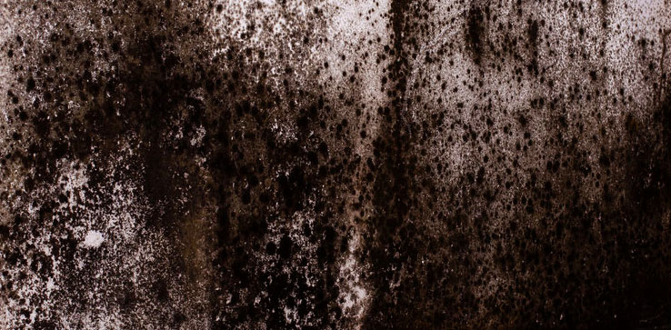 Toxic black mold found in Lincoln Military Housing